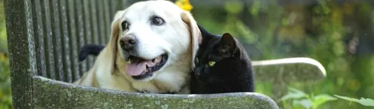 leucémie du chien et du chat