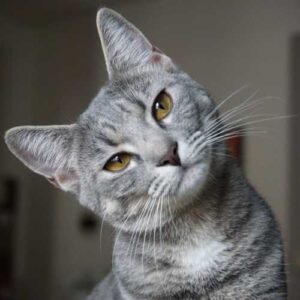 levure de bière pour chats