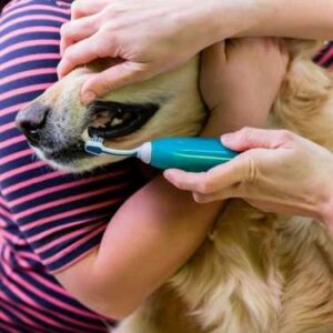 Lutter contre la gingivite chez le chien avec le brossage dentaire