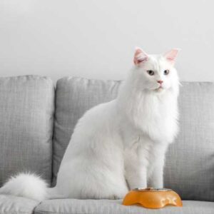 maine coon qui mange une alimentation premium