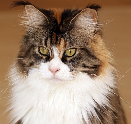 Harnais pour Maine Coon (Livraison Gratuite) – Animal Lovers