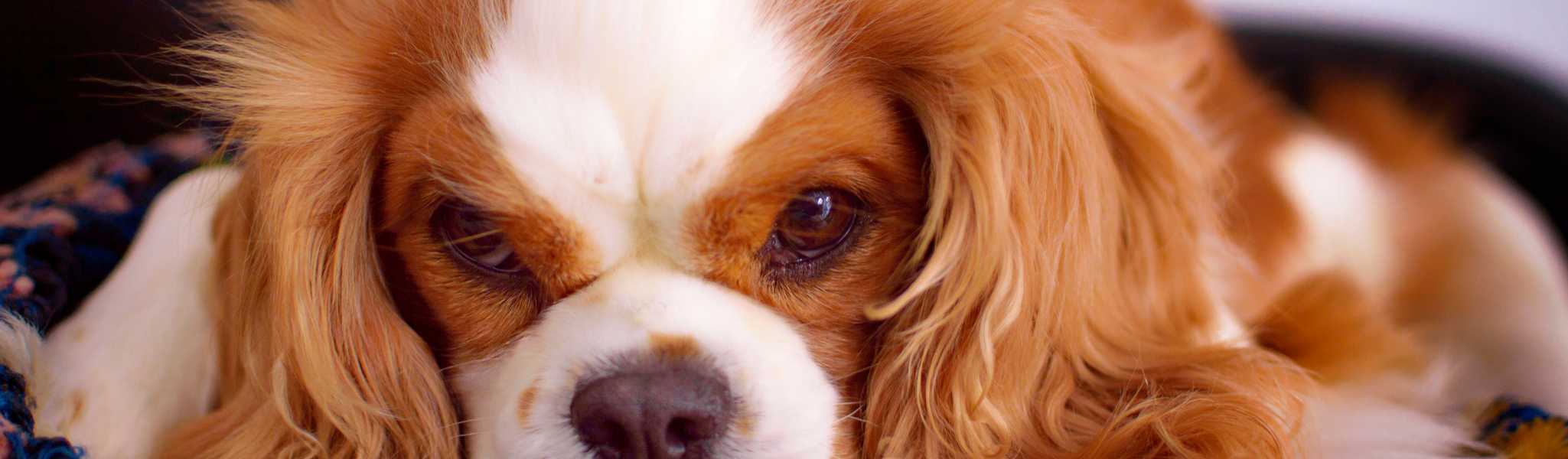 La maladie valvulaire dégénérative canine