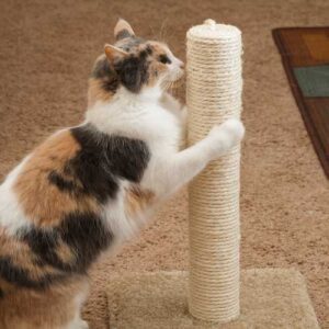 maladies des griffes du chat