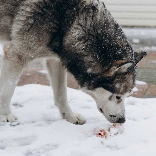 malamute qui mange du barf