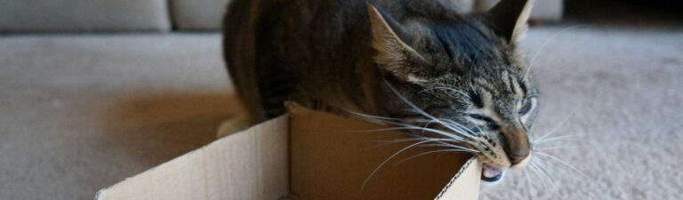 Mastication chat