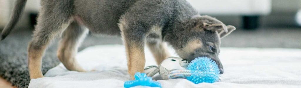 Mastication du chiot