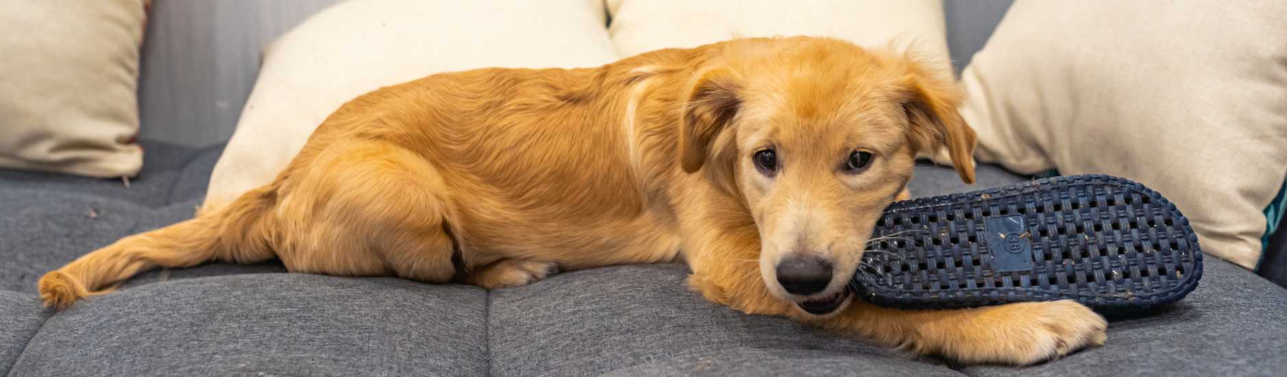 Mastication longue durée pour chien : Quelles sont les meilleures friandises disponibles ?