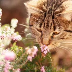 meilleur anti-stress pour chat à base de plantes