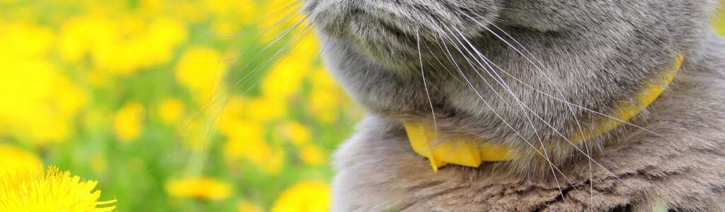 meilleur collier anti puce chat