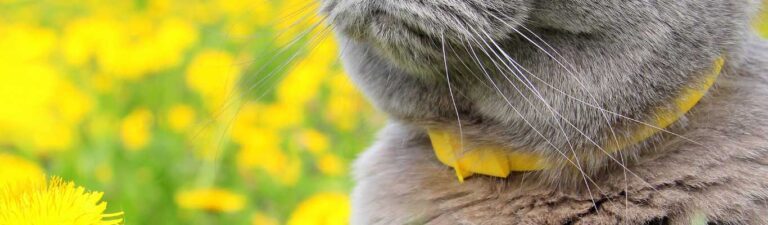 meilleur collier anti puce chat