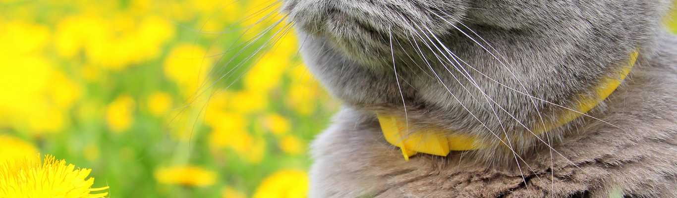 Quel est le meilleur collier anti puce pour chat ? Avis et conseils d’un vétérinaire !