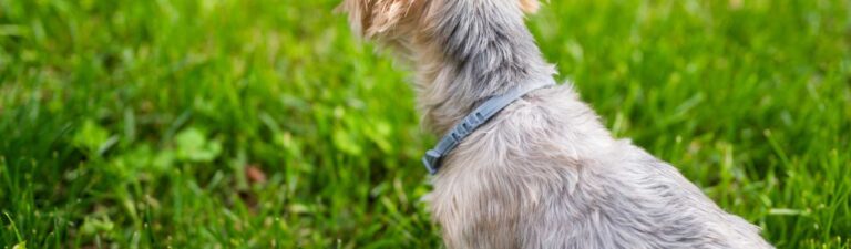 Meilleur collier anti puce chien