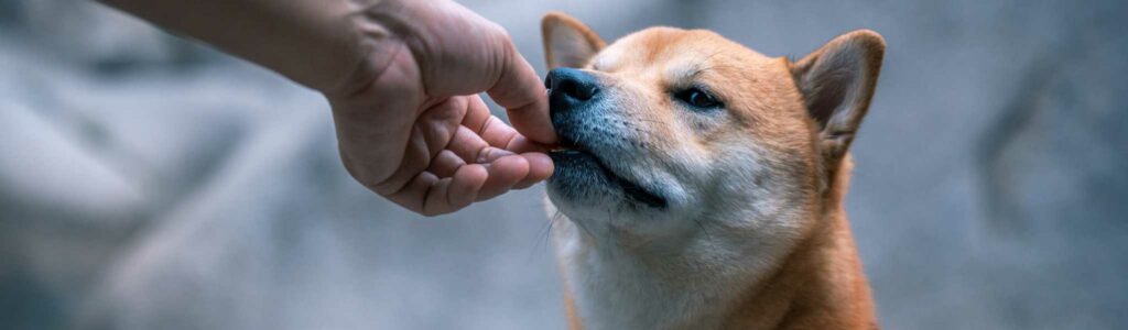 meilleur complément alimentaire pour chien