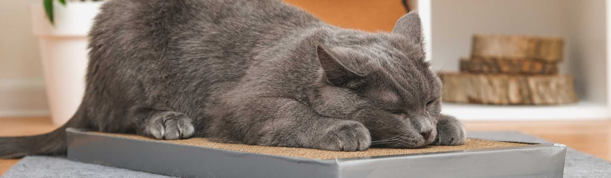 Meilleur griffoir pour chat : 5 critères pour trouver le produit idéal pour votre animal de compagnie