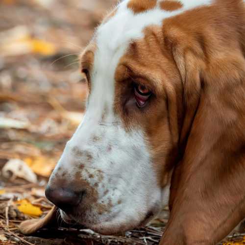 meilleure alimentation basset hound