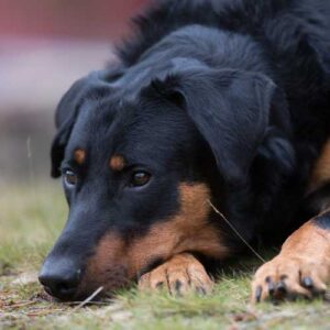 meilleure alimentation beauceron