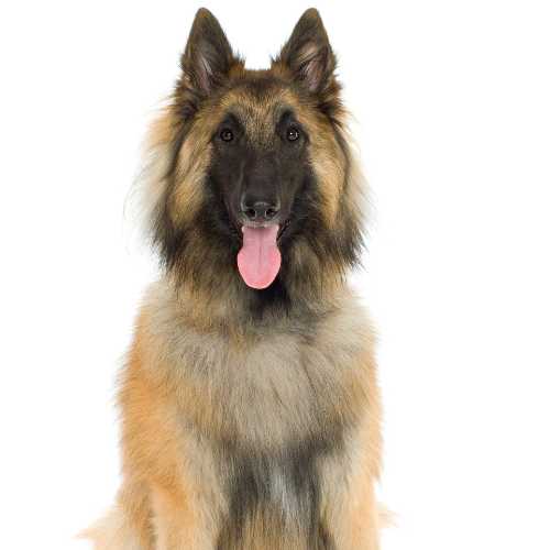 meilleure alimentation berger belge tervueren