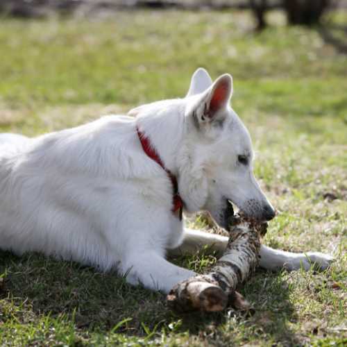 meilleure alimentation berger blanc suisse