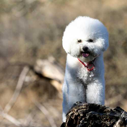 meilleure alimentation bichon frisé