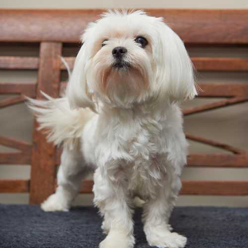 meilleure alimentation pour un bichon maltais
