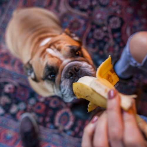 meilleure alimentation bouledogue anglais