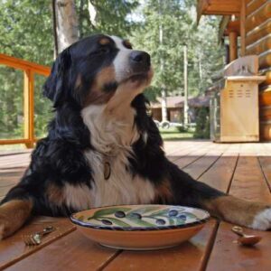 meilleure alimentation pour bouvier bernois
