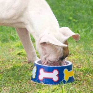 meilleure alimentation boxer
