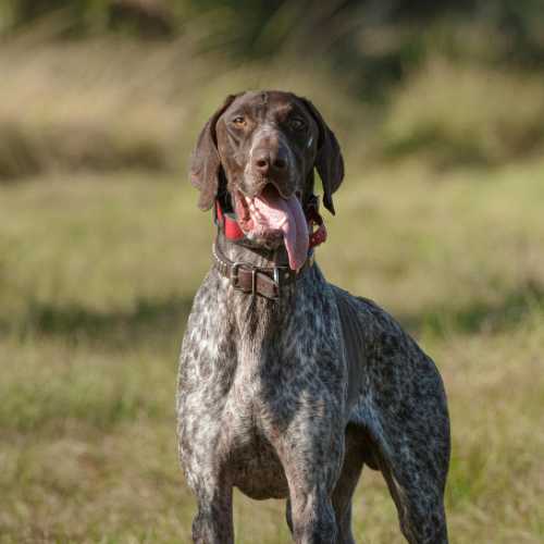 meilleure alimentation braque allemand