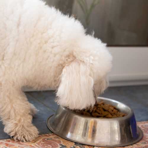 meilleure alimentation caniche