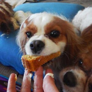 meilleure alimentation du cavalier king charles