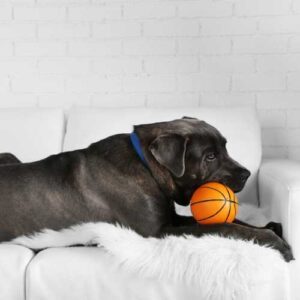 meilleure alimentation pour chien cane corso