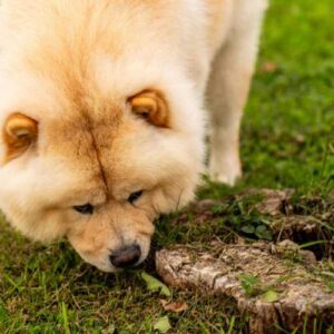 meilleure alimentation chow chow