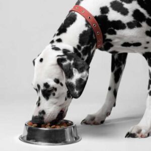 meilleure alimentation dalmatien