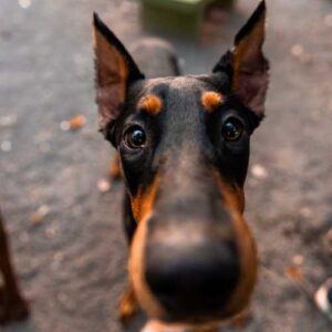 meilleure alimentation dobermann
