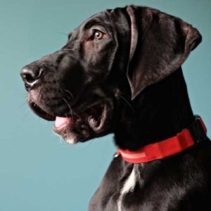 meilleure alimentation dogue allemand