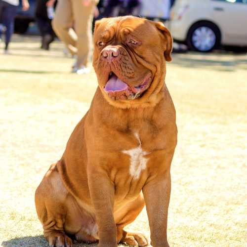 meilleure alimentation dogue de bordeaux