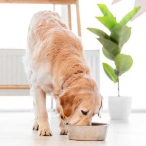 meilleure alimentation golden retriever