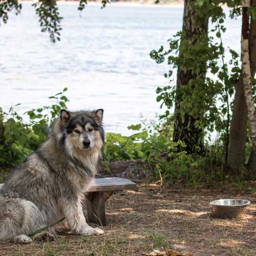 meilleure alimentation malamute d'Alaska