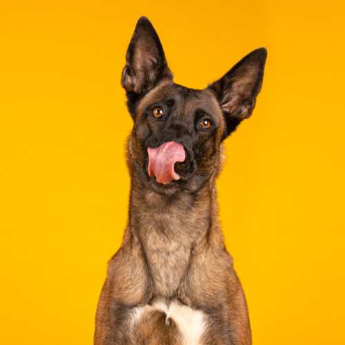 meilleure alimentation malinois