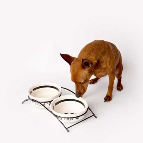 meilleure alimentation pinscher nain