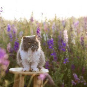 meilleure alimentation pour un chat persan