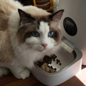 meilleure alimentation pour un chat ragdoll