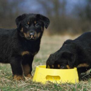 meilleure alimentation rottweiler