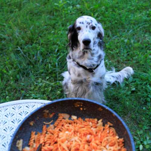 meilleure alimentation setter anglais