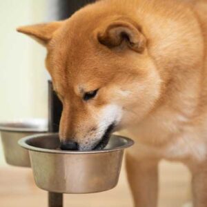 meilleure alimentation shiba inu