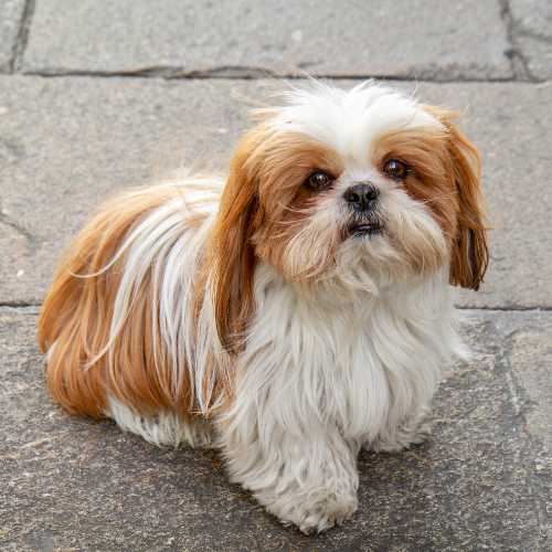 meilleure alimentation shih tzu