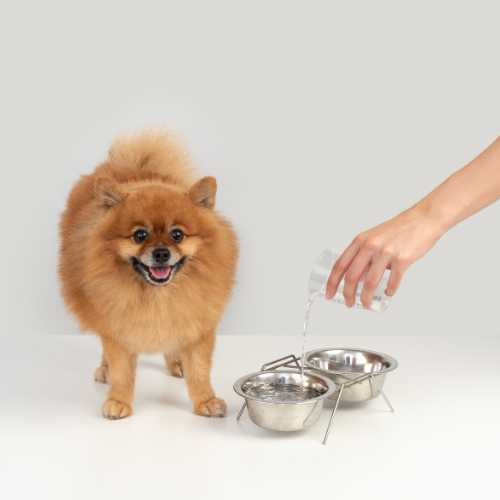 meilleure alimentation spitz allemand