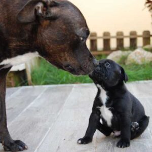 meilleure alimentation du staffie pour tous les âges