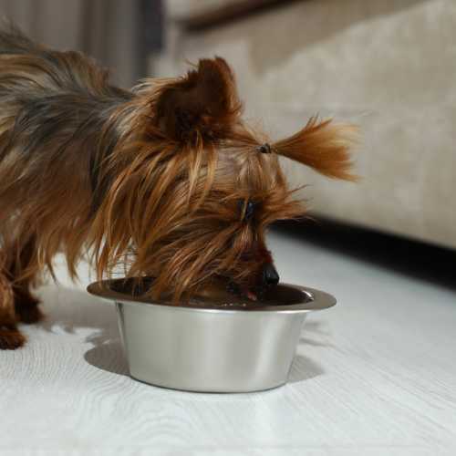 meilleure alimentation yorkshire