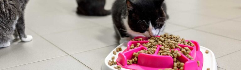 Meilleure gamelle anti glouton chat